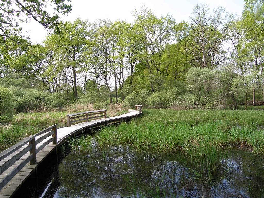Réserve Naturelle du Courant d'Huchet - 30 min